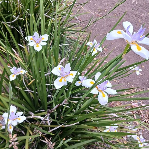 JAPANESE IRIS 10 SEEDS Dietes Iriodiodes Fortnight Lily Evergreen Grass Drought - Picture 13 of 13